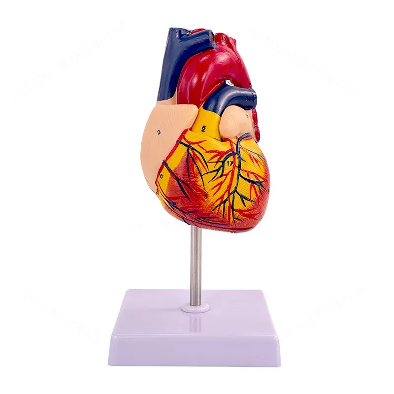 Model anatomiczny ludzkiego se – Medical Lab Ultrasound recenzja i cena