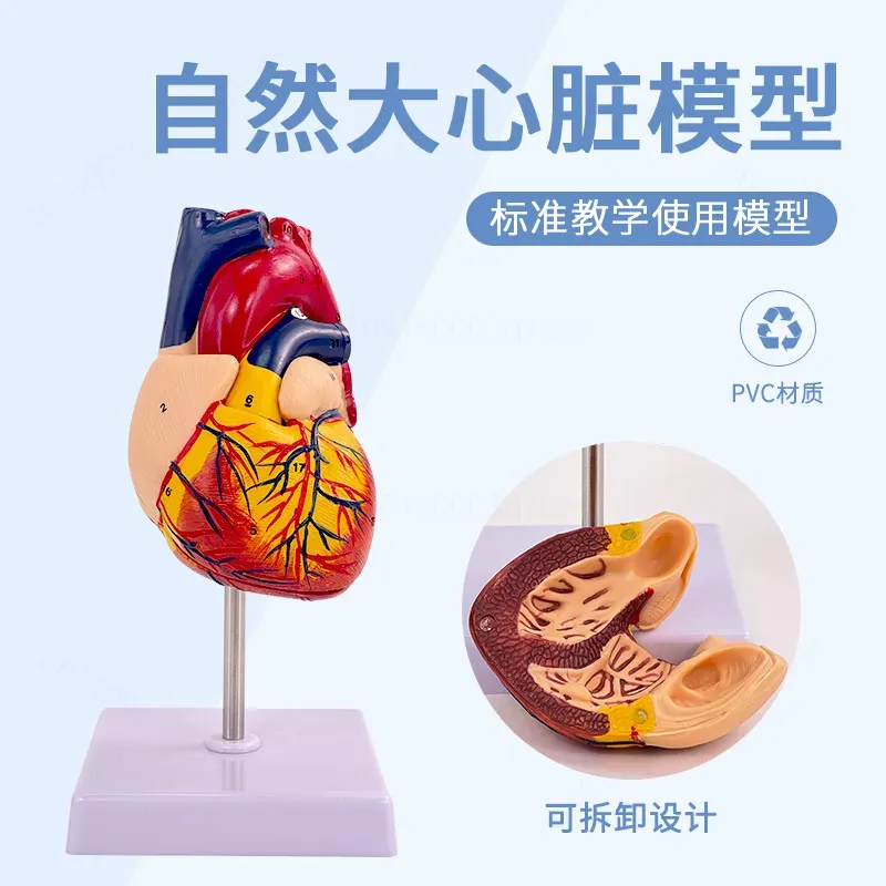 Model anatomiczny ludzkiego se – Medical Lab Ultrasound recenzja i cena